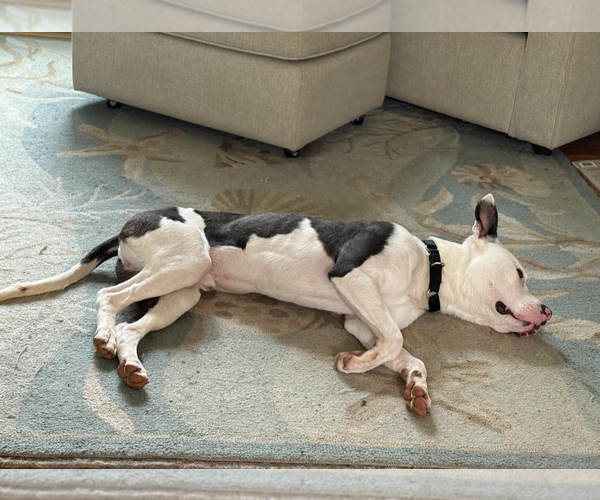 Medium Photo #2 Mutt Puppy For Sale in Rockville, MD, USA