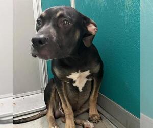 Mutt Dogs for adoption in Oklahoma City, OK, USA