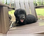 Small Photo #10 Gollie Puppy For Sale in SANTA ROSA BEACH, FL, USA
