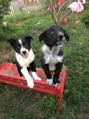 Border Collie Puppy for sale in ELGIN, AZ, USA
