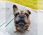 Small #1 French Bulldog