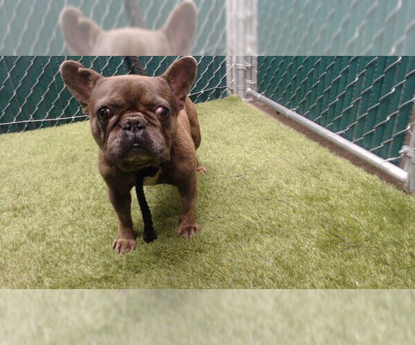 Medium Photo #1 French Bulldog Puppy For Sale in Downey, CA, USA