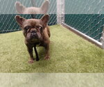 IGOR - Male French Bulldog Dog for Adoption - Small photo