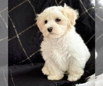 Small #2 Maltese