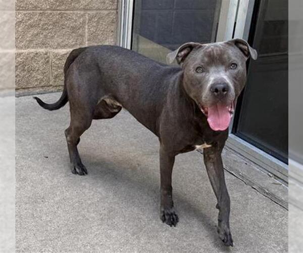 Medium Photo #1 American Pit Bull Terrier Puppy For Sale in Aurora, IL, USA