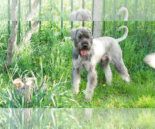 Medium Photo #6 Schnauzer (Giant) Puppy For Sale in Hatvan, Heves, Hungary