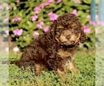 Small #2 Cavapoo