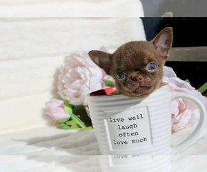 Chihuahua Puppy for sale in SAN JOSE, CA, USA
