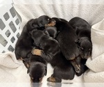 Small Doberman Pinscher