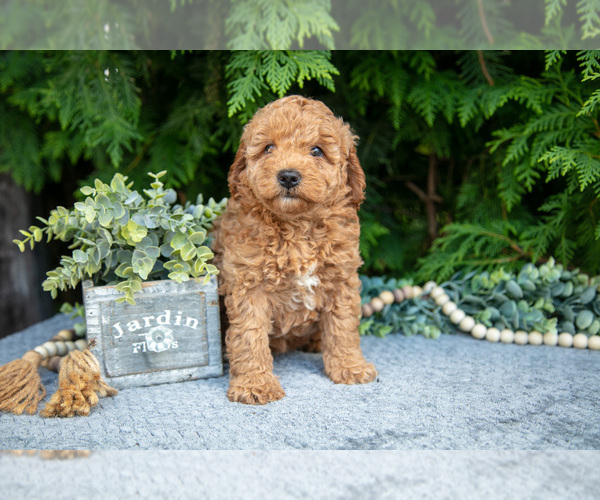 Medium Photo #22 Cavapoo Puppy For Sale in KIRKWOOD, PA, USA
