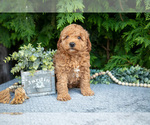 Small Photo #22 Cavapoo Puppy For Sale in KIRKWOOD, PA, USA