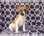 Small Photo #11 Jack-Rat Terrier Puppy For Sale in LAKELAND, FL, USA