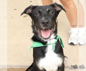 Fido - Male Australian Shepherd-Unknown Mix Dog for Adoption - Photo #6