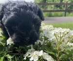 Small Photo #6 Mal-Shi-Poodle (Toy) Mix Puppy For Sale in OREGON CITY, OR, USA