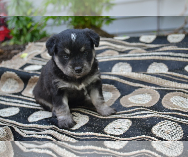 Medium Photo #4 Alaskan Klee Kai-Pomeranian Mix Puppy For Sale in GREENWOOD, WI, USA