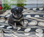 Small #3 Alaskan Klee Kai-Pomeranian Mix