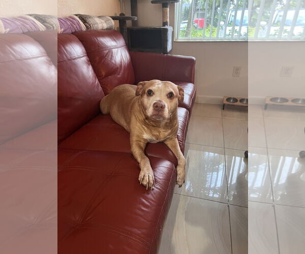 Medium Photo #2 American Pit Bull Terrier Puppy For Sale in Miami, FL, USA