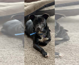 Labrador Retriever-Unknown Mix Dogs for adoption in Springdale, PA, USA