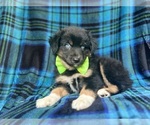 Small #2 Miniature Australian Shepherd