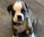 Puppy Ozzie Boxer