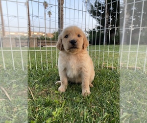 Golden Retriever Puppy for sale in RIVERSIDE, CA, USA