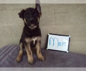 German Shepherd Dog Puppy for Sale in LOGAN, Ohio USA