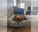 Small #3 Labrador Retriever Mix