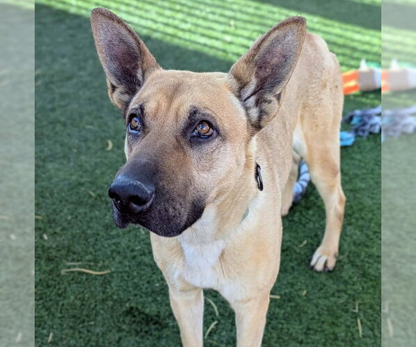 Medium Photo #1 German Shepherd Dog-Unknown Mix Puppy For Sale in Las Vegas, NV, USA