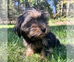 Small Photo #10 Yorkshire Terrier Puppy For Sale in DURHAM, CT, USA