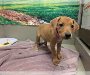 Labrador Retriever-Unknown Mix Dogs for adoption in Moreno Valley, CA, USA