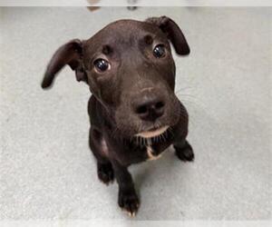 Labrador Retriever Dogs for adoption in Baytown, TX, USA