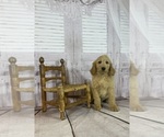 Small Photo #2 Goldendoodle Puppy For Sale in ROANOKE, IL, USA