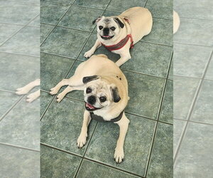 Rocky - Male Pug Dog for Adoption - Photo #2