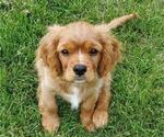 Small Photo #17 Cavalier King Charles Spaniel Puppy For Sale in BELVIDERE, IL, USA