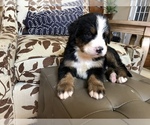 Small Photo #2 Bernese Mountain Dog Puppy For Sale in HORSE SHOE, NC, USA