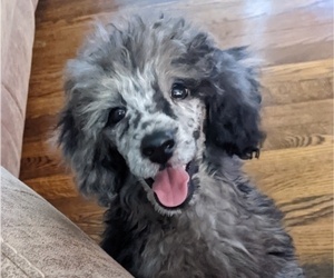 Poodle (Miniature) Puppy for Sale in SPENCER, Tennessee USA