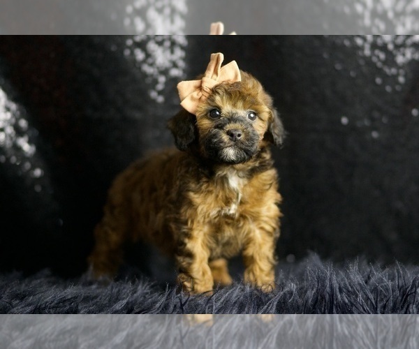 Medium Photo #1 Poodle (Toy) Puppy For Sale in WARSAW, IN, USA