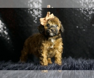 Medium Poodle (Toy)