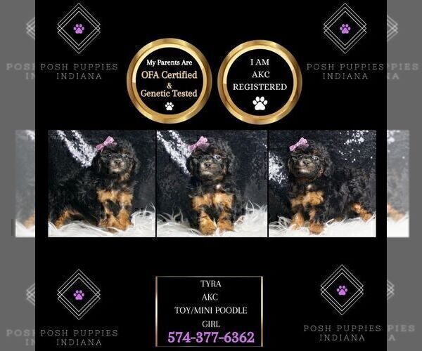 Medium Photo #31 Poodle (Miniature) Puppy For Sale in WARSAW, IN, USA