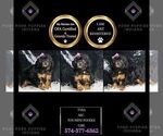 Small Photo #31 Poodle (Miniature) Puppy For Sale in WARSAW, IN, USA