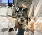 Small #2 Schnoodle (Miniature)