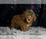 Small Photo #103 Poodle (Toy) Puppy For Sale in WARSAW, IN, USA