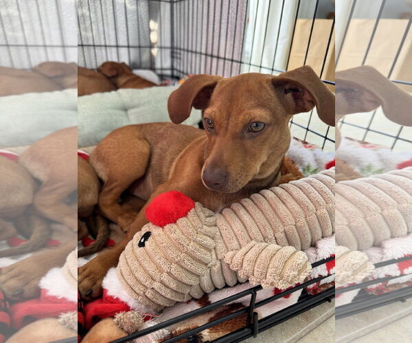 Medium Photo #6 Chiweenie Puppy For Sale in Valrico, FL, USA