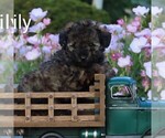 Small Poodle (Toy)
