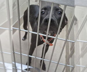 American Pit Bull Terrier-Labrador Retriever Mix Dogs for adoption in Decatur, IL, USA