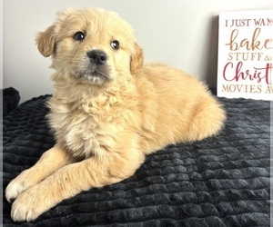 Golden Retriever Puppy for sale in INDIANAPOLIS, IN, USA