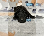 Small Photo #7 Poodle (Miniature) Puppy For Sale in SEDALIA, MO, USA