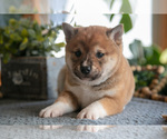 Small #2 Shiba Inu