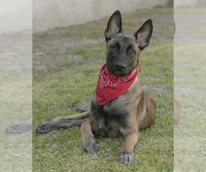 Mateo - Male Mutt Dog for Adoption - Photo #4