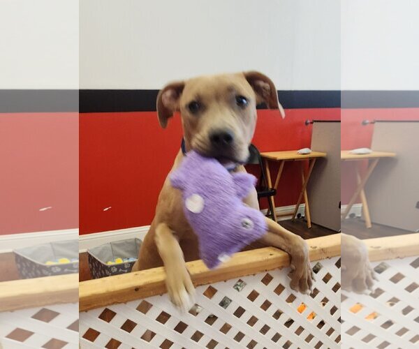 Medium Photo #9 American Pit Bull Terrier-Bulldog Mix Puppy For Sale in Dallas, TX, USA
